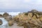 Bird Rock with water birds. seagulls and cormorants birds sitting on the rocks, Monterey, California