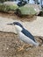 Bird, rocks, trees, wildlife