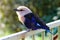 Bird , Rollier with blue belly