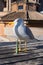 Bird on roof of the St. Peter`s Basilica in Vatican. Seagull stands at the end of the roof. Seagull is watching Rome in winter