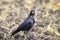 Bird rook stands in the middle of the field