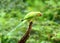 Bird (Rose-ringed Parakeet) , Thailand