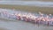 Bird Rosy Flamingo colony in Walvis Bay, Namibia, Africa wildlife