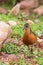 Bird Rouget`s Rail, Bale Mountain Ethiopia