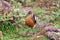 Bird Rouget`s Rail, Bale Mountain Ethiopia