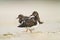 Bird - Ruddy Turnstone migratory Arenaria interpres shorebird, migratory bird
