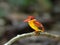 Bird (Rufous-backed Kingfisher) , Thailand