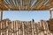 Bird on a ruins of Masada