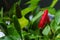 Bird\'s eye chili fruits - Capsicum frutescens