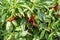 Bird`s eye chili grow in the garden. Red and green chilies growing in a vegetable  garden