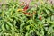 Bird`s eye chili grow in the garden. Red and green chilies growing in a vegetable  garden