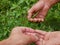 Bird`s eye chilli in a hardworking farmer`s hand being harvested and sold