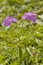 Bird\'s-eye Primrose - Primula farinosa