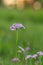 Bird`s-eye primrose, Primula farinosa