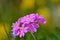 Bird\'s eye primrose (Primula farinosa)