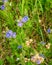 Bird`s-eye speedwell - Veronica chamaedrys germander speedwell, cat`s eyes tiny flowers in grass on a meadow