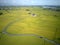 A bird`s eye view of a curvy country road winding through golden rice fields in Yilan Ilan