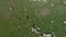 Bird's Eye View of a Flock of Sheep Running Randomly on a Green Meadow