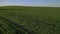 Bird`s-eye view of a green field .Sowing campaign in Belarus.Nature Of Belarus.Own green field at sunset