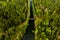 Bird`s-eye view of the river and bridge. Forest area with a river in Belarus