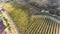 Bird\'s eye view of a vineyard in southern Italy