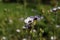 `Bird`s Eyes Gilia` flowers - Gilia Tricolor