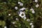 `Bird`s Eyes Gilia` flowers - Gilia Tricolor