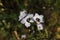 `Bird`s Eyes Gilia` flowers - Gilia Tricolor