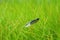 a bird's feather of a budgie on the green grass of the backyard lawn.