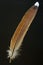 Bird\'s feather of Copper Pheasant
