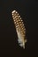 Bird\'s feather of Double-barred finch