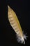 Bird\'s feather of Japanese Green Woodpecker