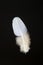 Bird\'s feather of Oriental turtle dove