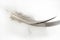 A bird`s feather  pen,   feather, nib, plume, blade, style