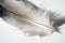 A bird`s feather  pen,   feather, nib, plume, blade, style