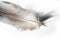 A bird`s feather  pen,    feather, nib, plume, blade, style