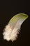 Bird\'s feather of White-bellied green-pigeon