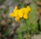 BirdÂ´s-foot trefoil