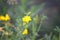 Bird`s Foot Trefoil, Birdfoot, Deervetch, Lotus Corniculatus