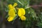 Bird`s-foot trefoil flower