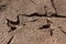 Bird\'s footprints in soft mud