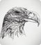The bird`s head eagle, hand drawing, vector illustration
