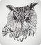 The bird`s head Eagle Owl, hand drawing, vector illustration