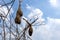 The bird`s nest, abandoned on the old krachap twigs. bird`s weaverbird.