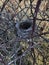 Bird`s nest in the bushes. Rosehip bush.