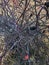 Bird`s nest in the bushes. Rosehip bush.