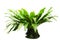 Bird`s nest fern Asplenium nidus isolated on white background