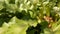 Bird`s Nest fern, Asplenium nidus. Wild Paradise rainforest jungle plant as natural floral background. Abstract texture close up