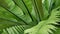 Bird's nest fern dark green leaves. Exotic tropical amazon jungle rainforest, stylish trendy botanical atmosphere