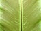 Bird\'s nest fern leaf